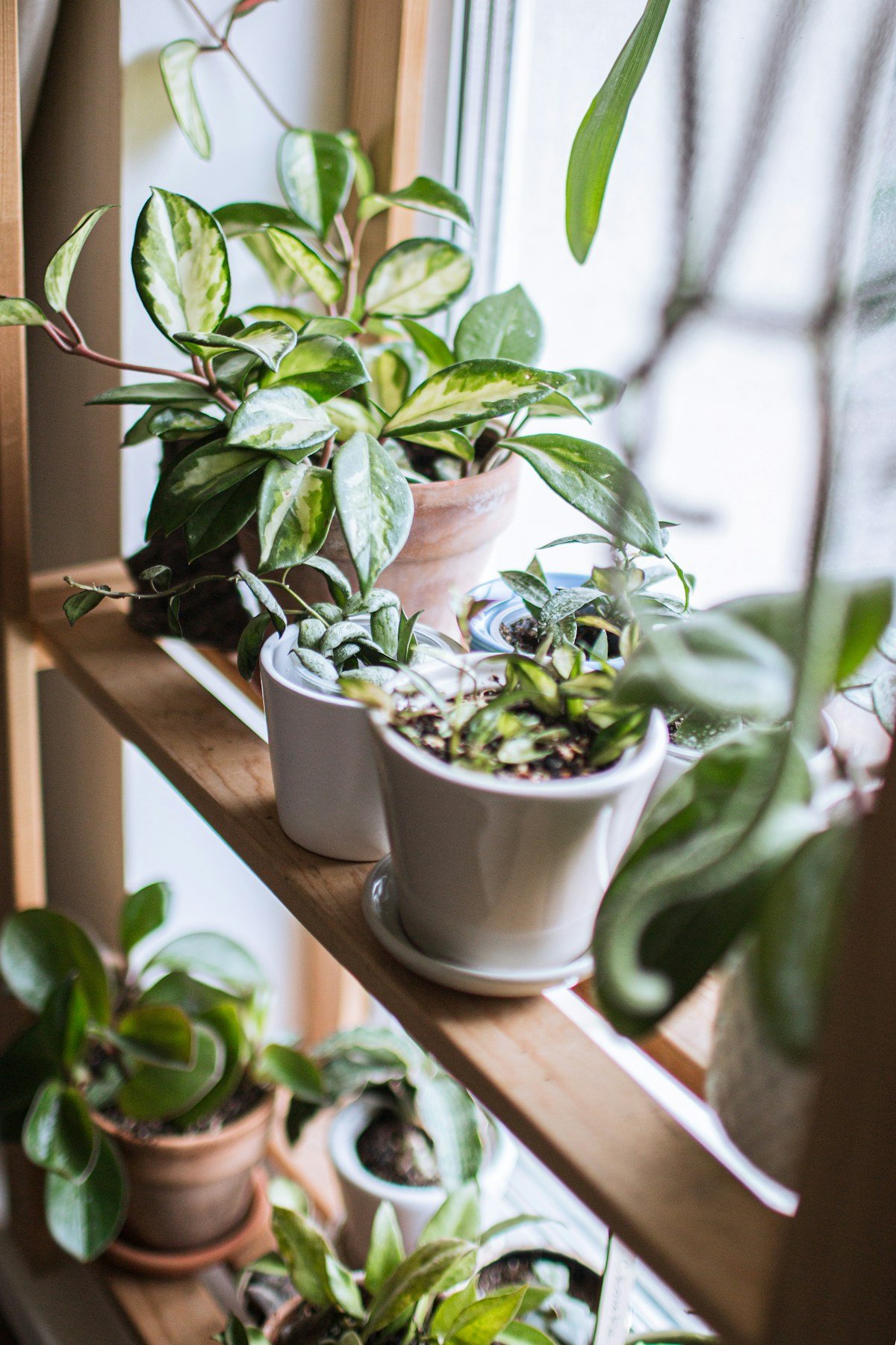 House Plants