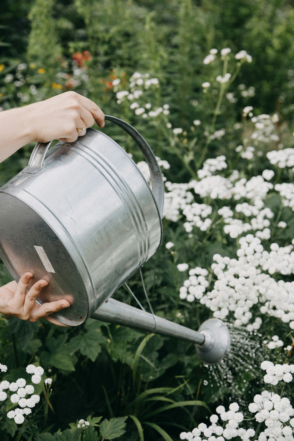 Plant Care