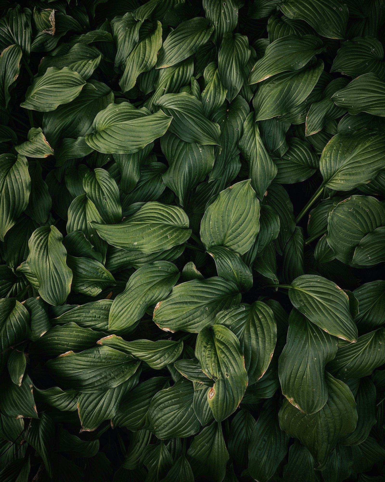 Shade Tolerant Plants