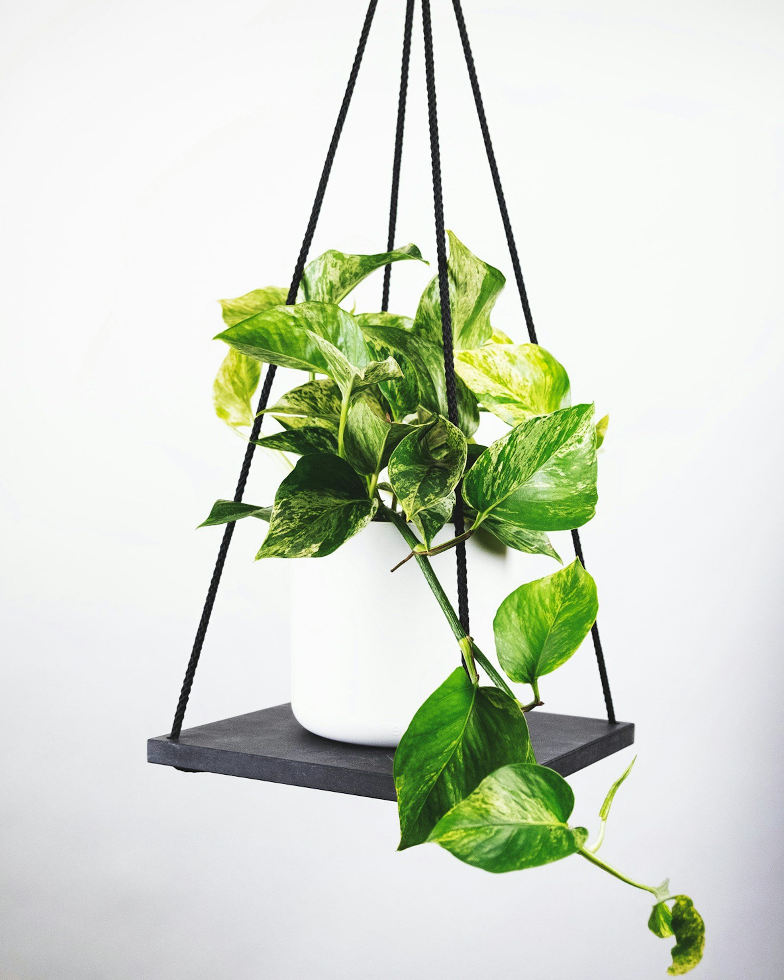 Gardenia Nurseries