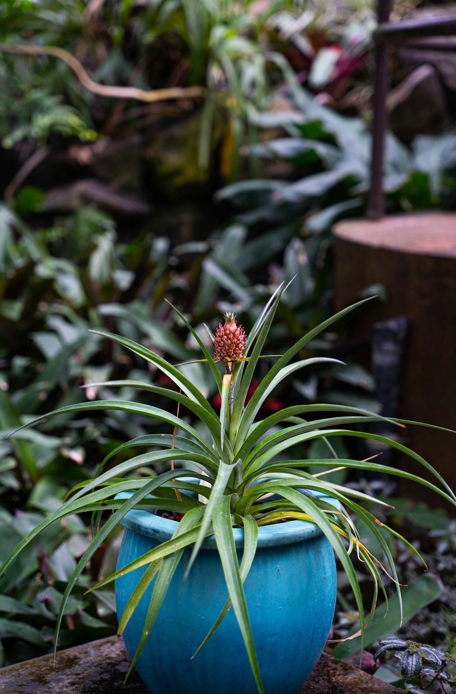 Solid Colour Planters