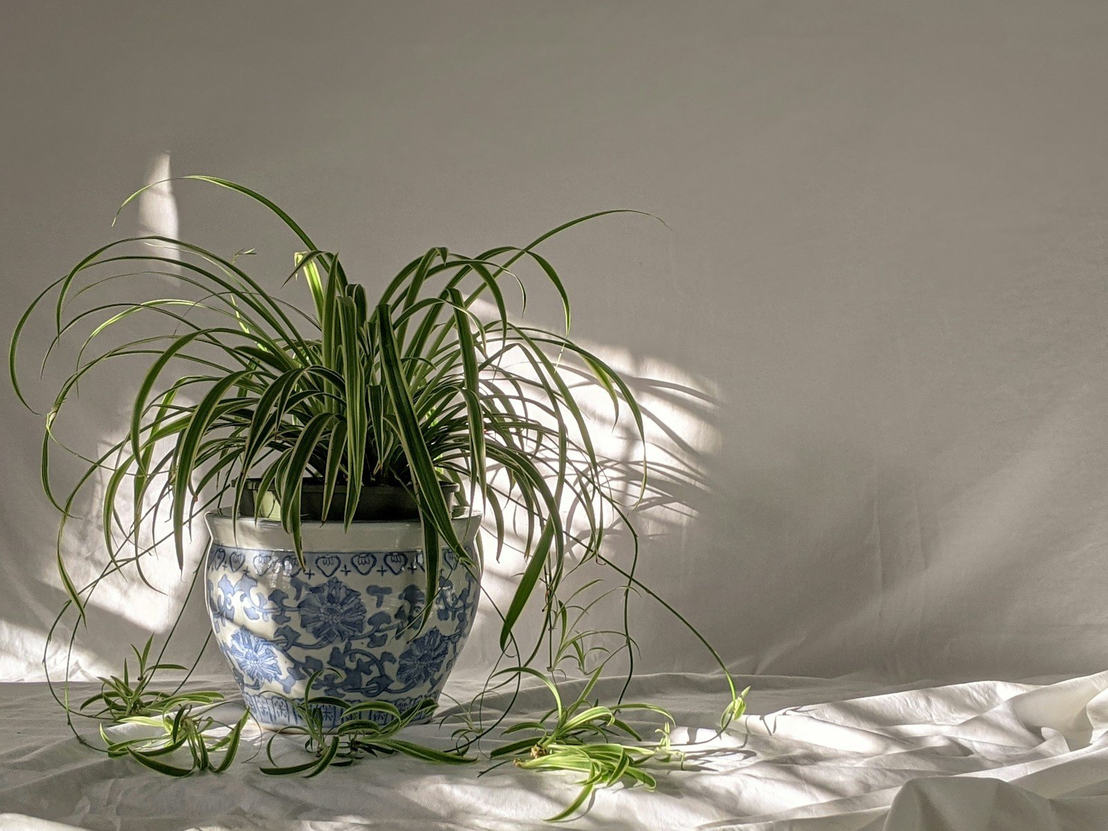 Air Purifying Plants
