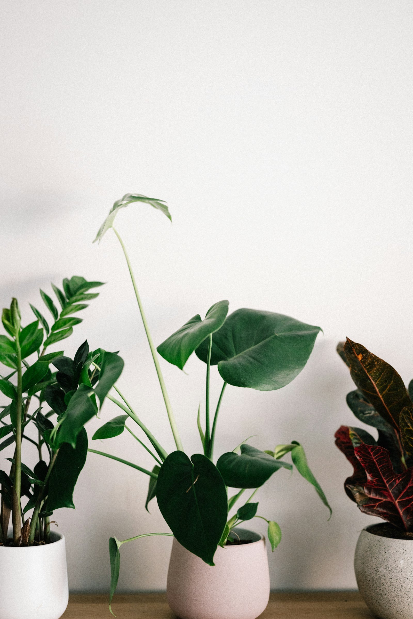Easy Care Plants
