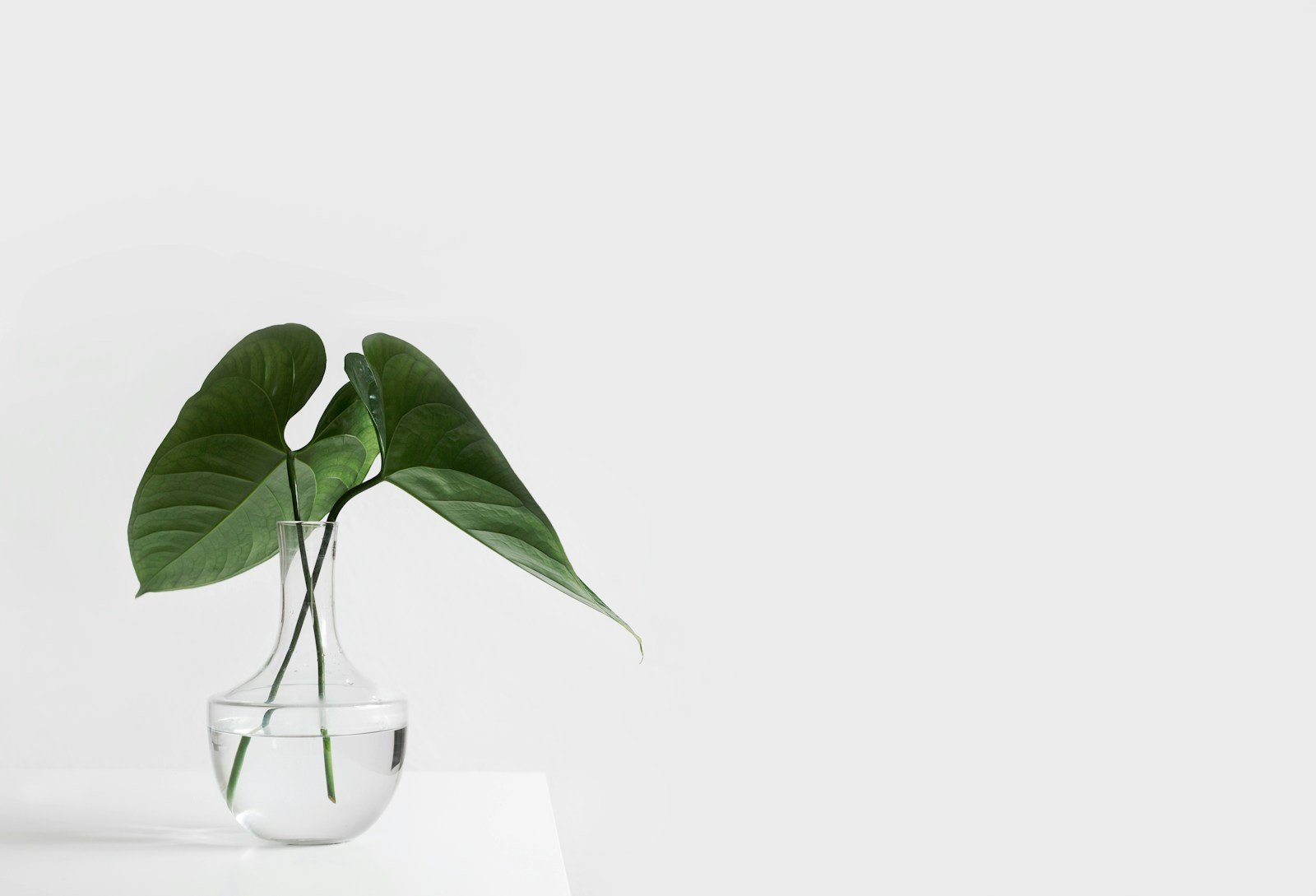 HydroCare Plants