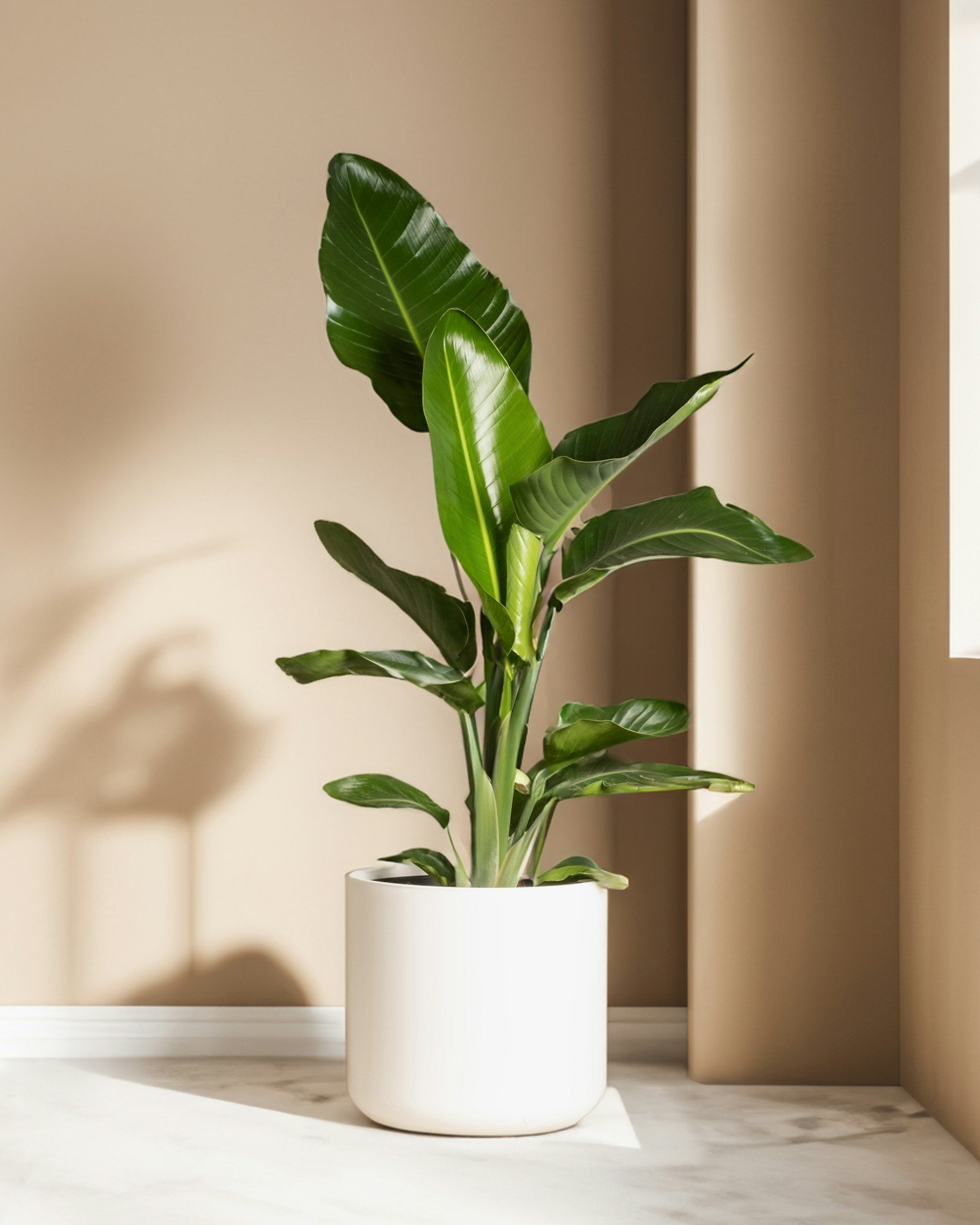 Large & Tall Plants