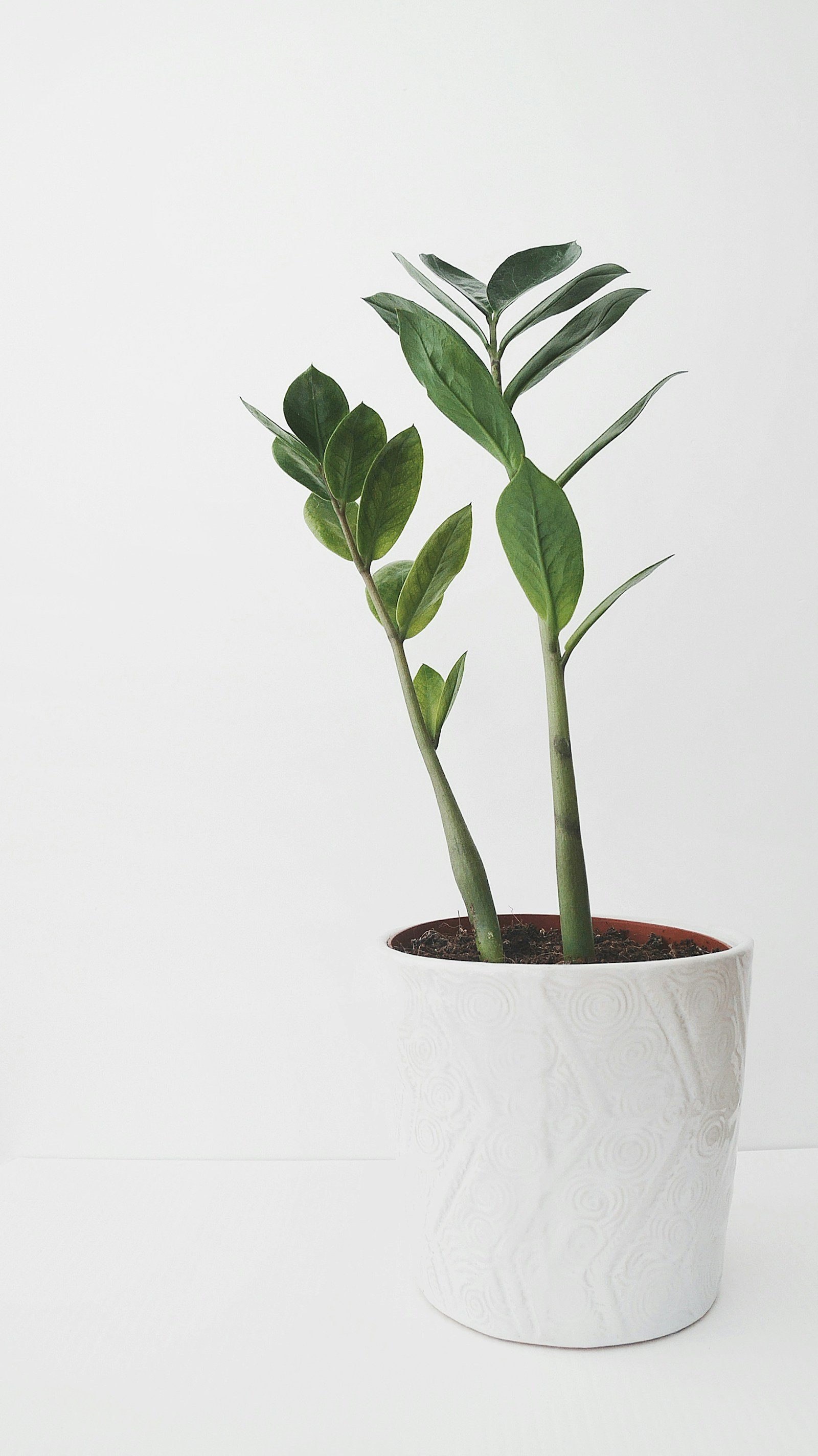 Neutral Plant Pots