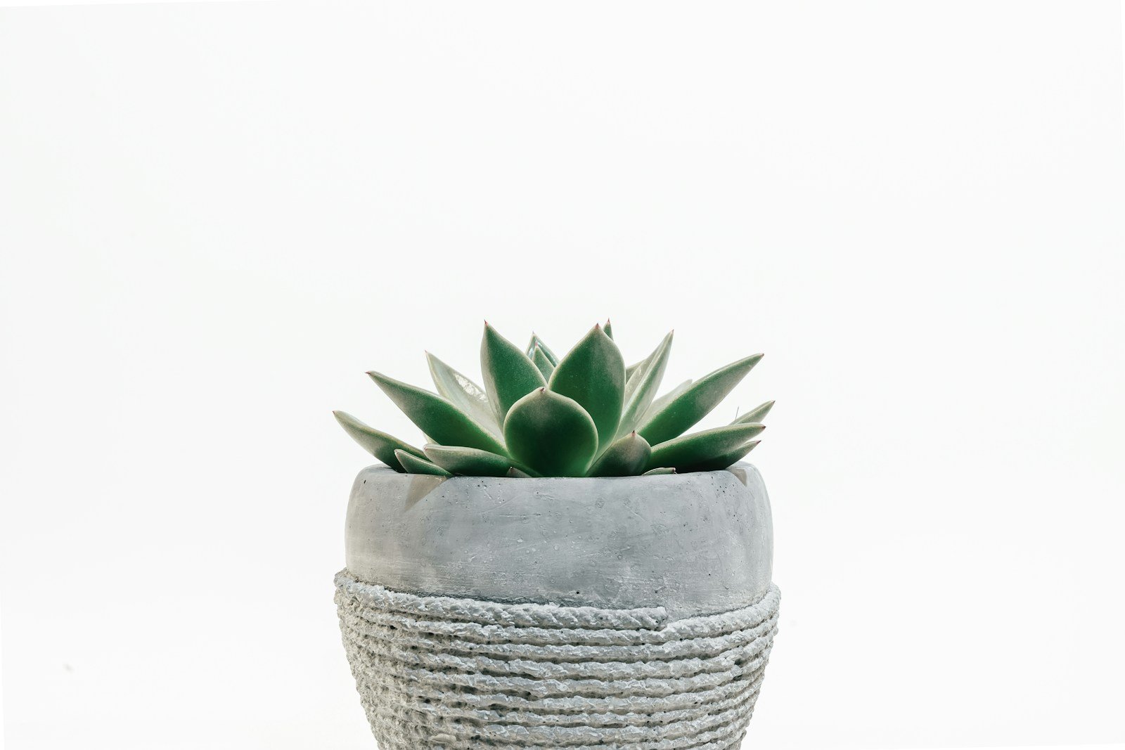 Cement & Stone Planters