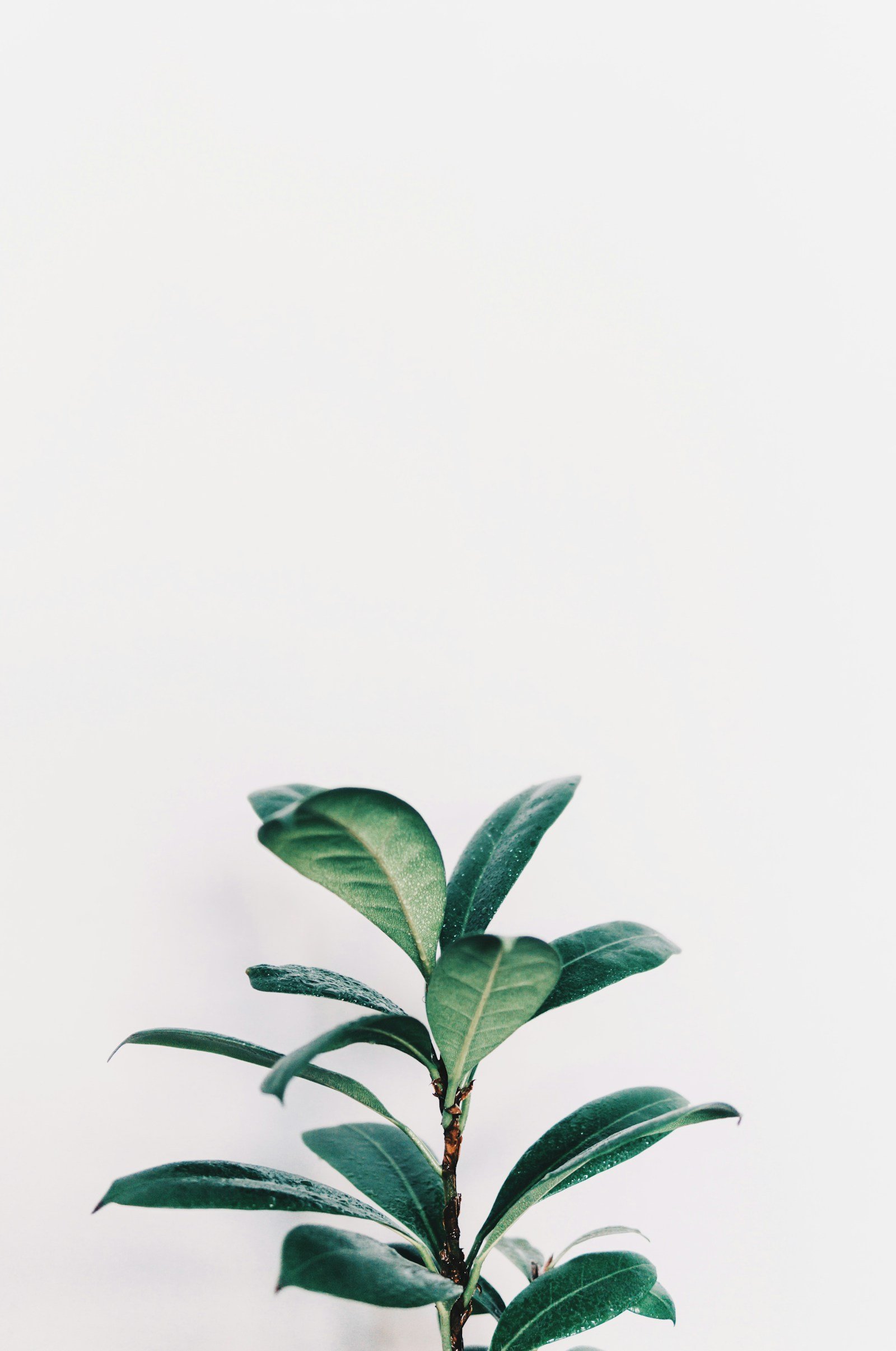 Artificial Plants