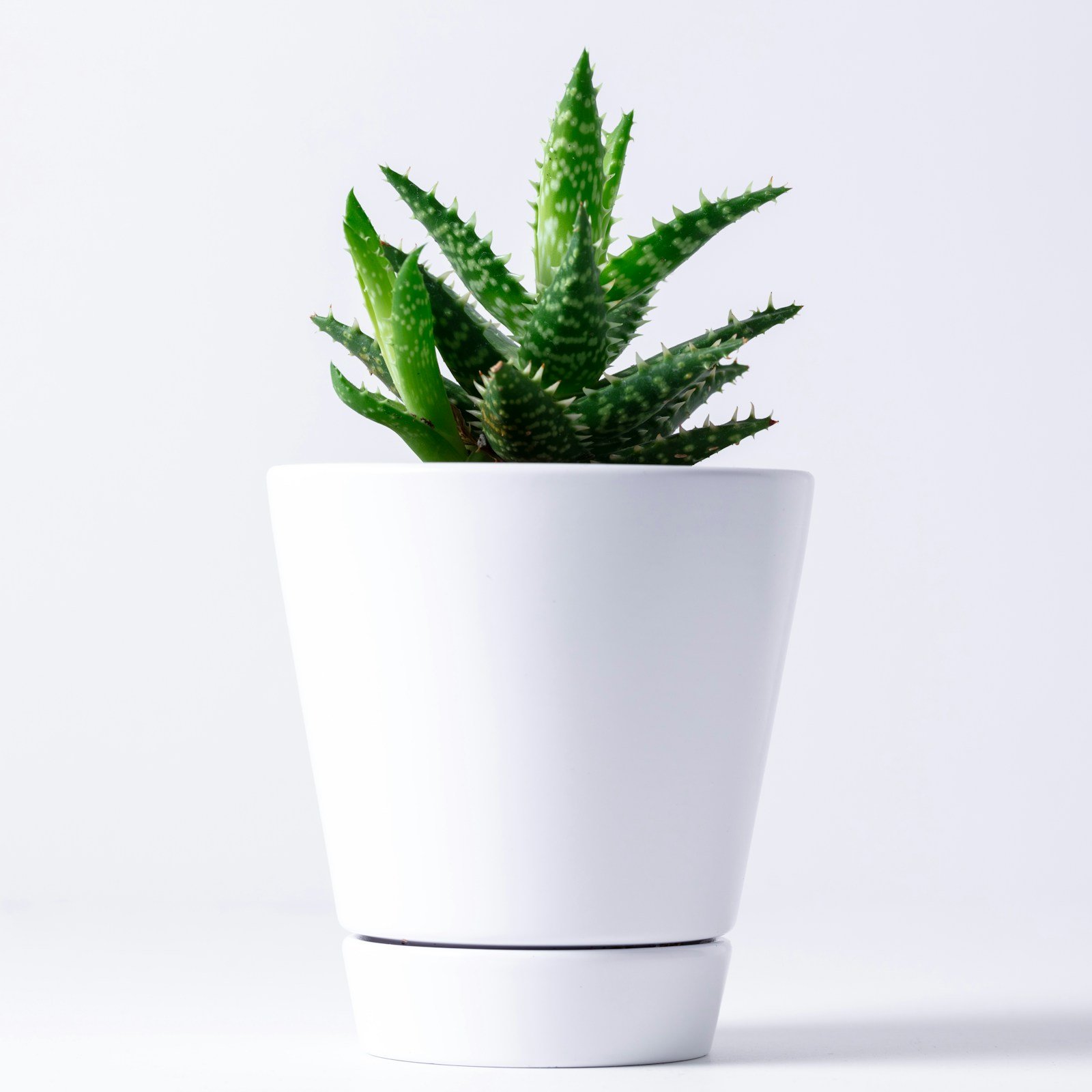 Ceramic & Natural Planters