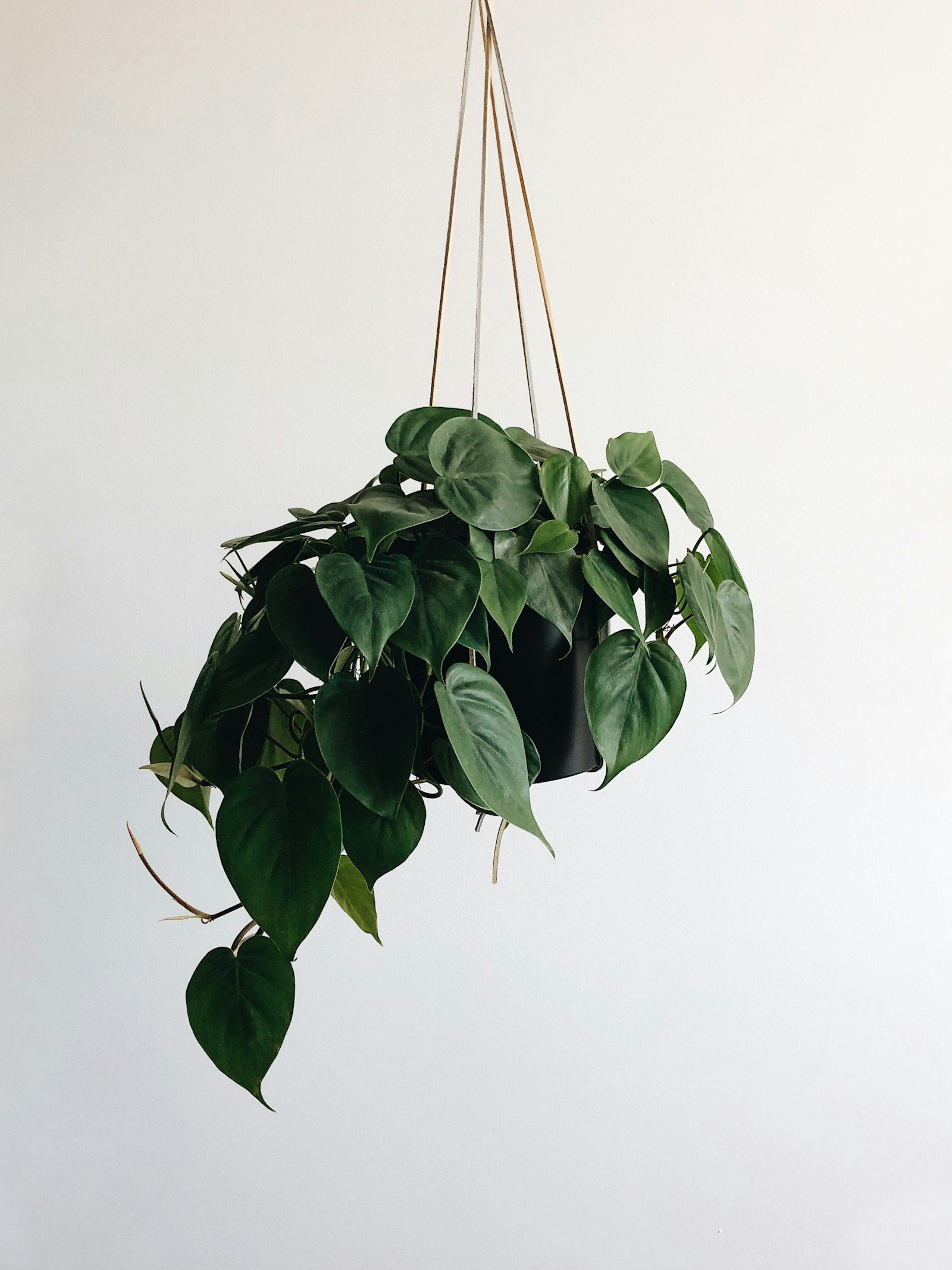 Easy Care Plants