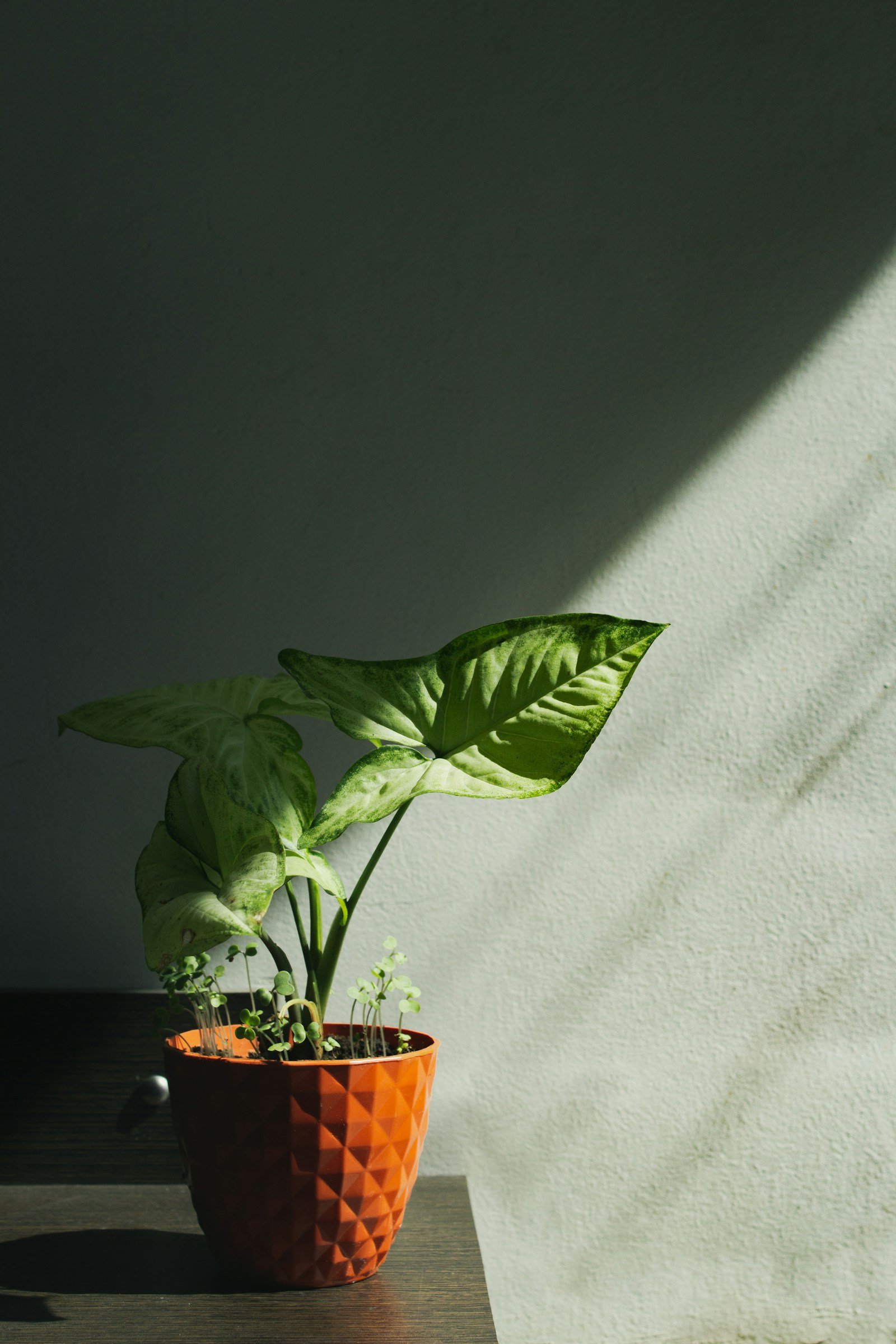 Ceramic Plant Pots