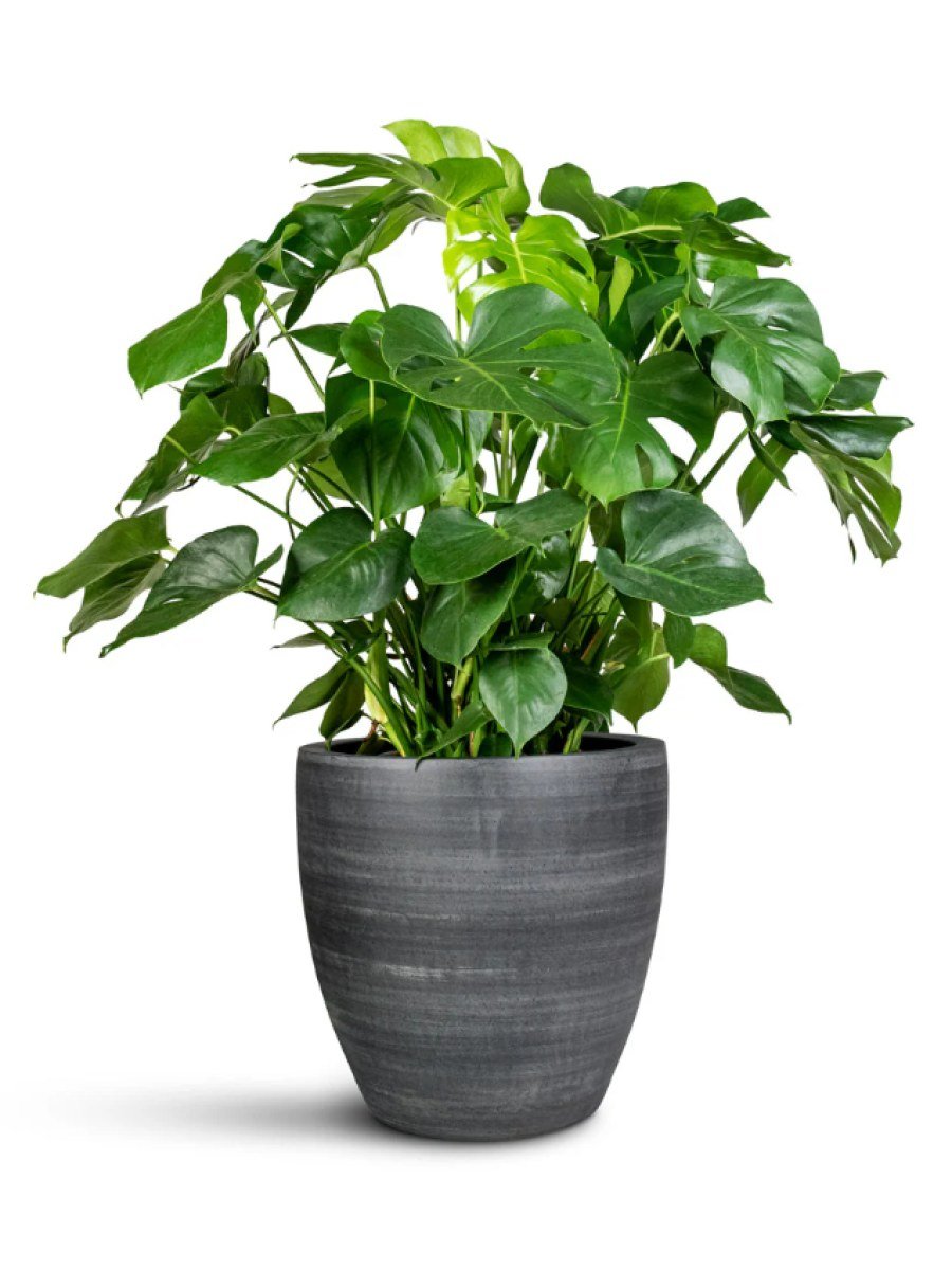 Monstera Deliciosa - Swiss Cheese Plant