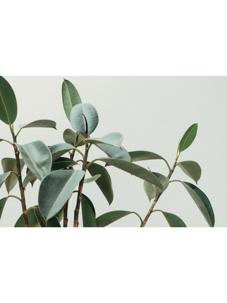 Ficus Benjamina - Weeping Fig