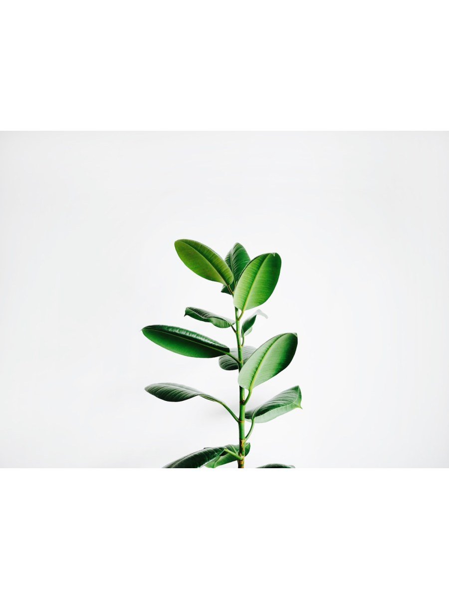 Snake Plant Laurentii - Large