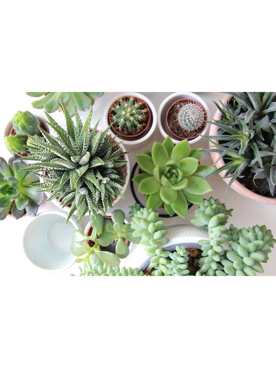 String of Pearls