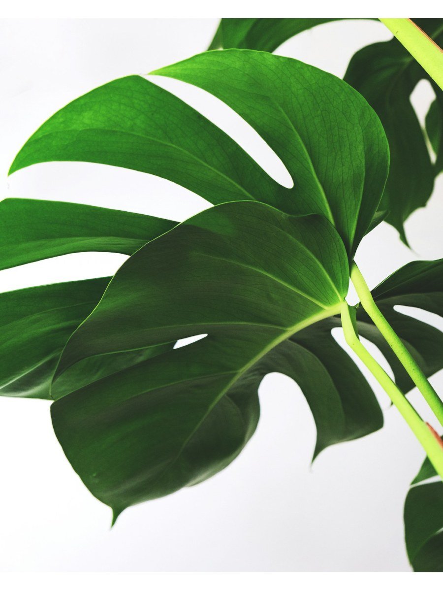 Chinese Evergreen - Aglaonema Silver Bay