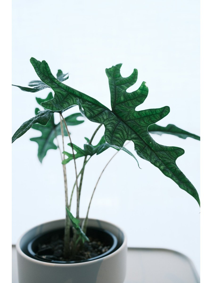 Alocasia Polly - African Mask Plant