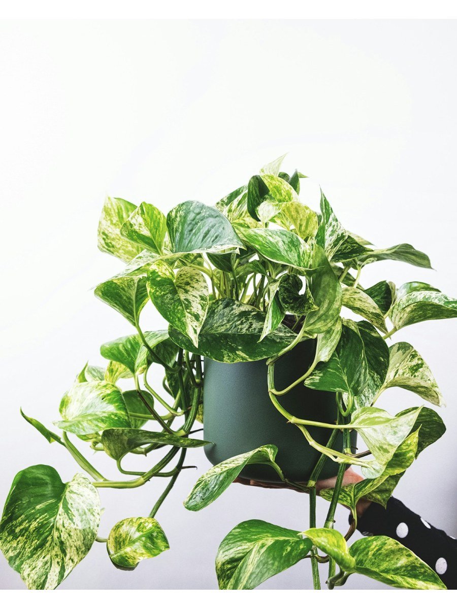 Pothos Marble Queen