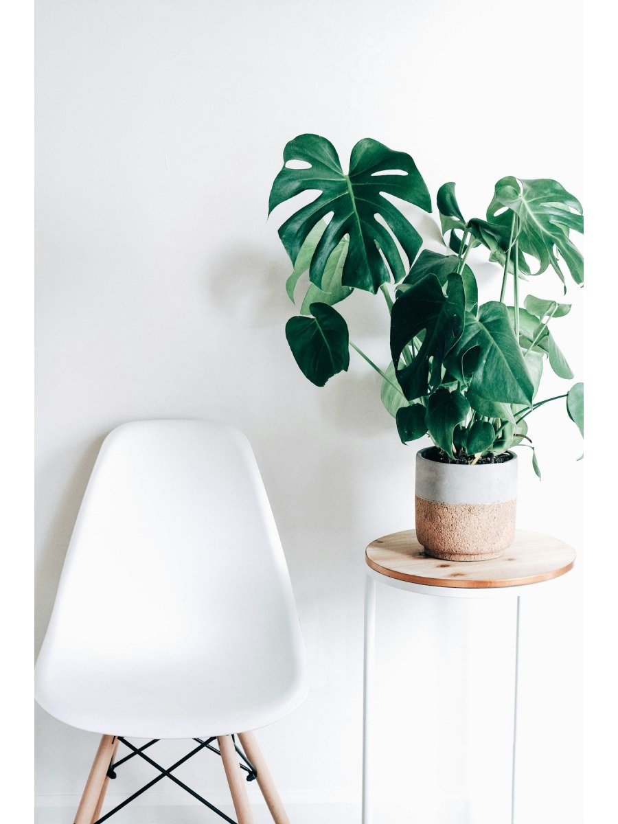 Monstera Deliciosa HydroCare